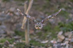 flying Brown Owl