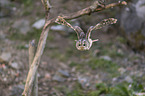 flying Brown Owl