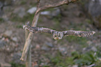 flying Brown Owl