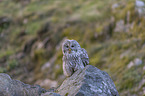 sitting Brown Owl