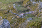 flying Brown Owl