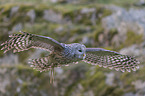 Ural Owl