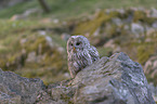 Ural Owl
