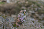 sitting Brown Owl