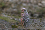 sitting Brown Owl