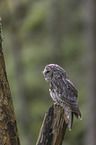 sitting Brown Owl