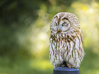 sitting Brown Owl