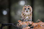 sitting Brown Owl