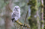 Tawny owl nestling sitting on branch