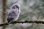 Tawny owl nestling sitting on branch