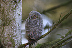 Tawny owl nestling sitting on branch
