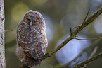 Tawny owl nestling sitting on branch