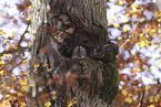 brown owl