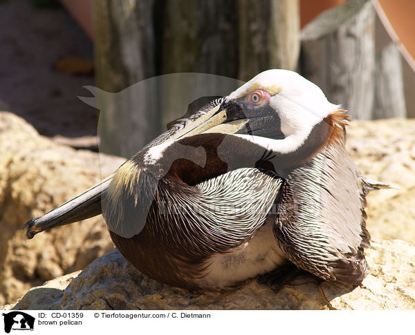Braunpelikan / brown pelican / CD-01359