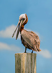brown pelican
