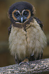 Brown Wood Owl