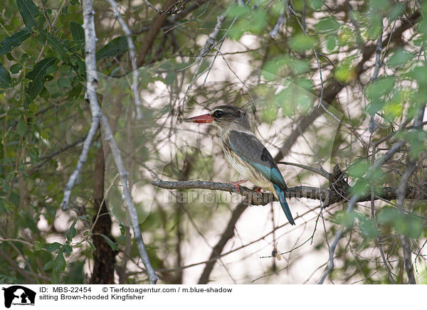 sitting Brown-hooded Kingfisher / MBS-22454