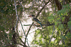sitting Brown-hooded Kingfisher