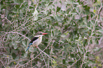 sitting Brown-hooded Kingfisher