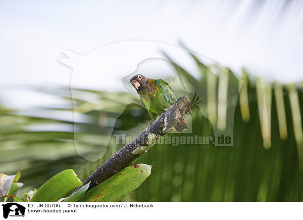 brown-hooded parrot / JR-05706