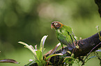 brown-hooded parrot