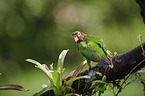 brown-hooded parrot