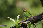 brown-hooded parrot