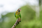 brown-hooded parrot