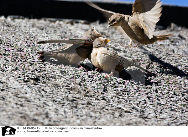 junge Braunkehl-Uferschwalben / young brown-throated sand martins / MBS-05949