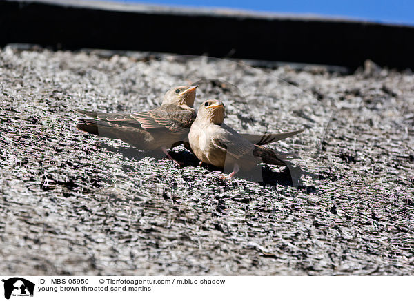junge Braunkehl-Uferschwalben / young brown-throated sand martins / MBS-05950