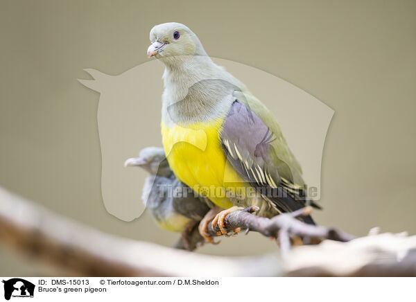 Bruce's green pigeon / DMS-15013