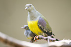 Bruce's green pigeon