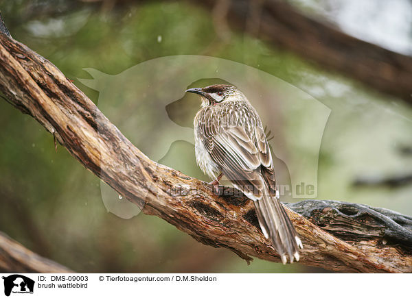 brush wattlebird / DMS-09003
