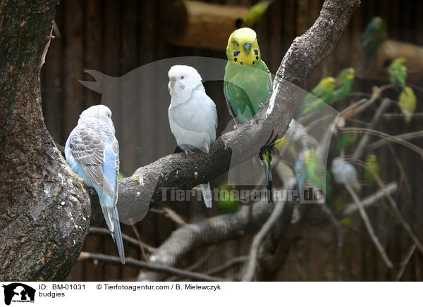 budgies / BM-01031