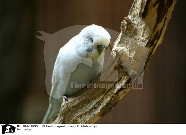 Wellensittich / budgerigar / BM-01033