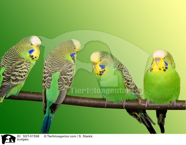 budgies / SST-01598