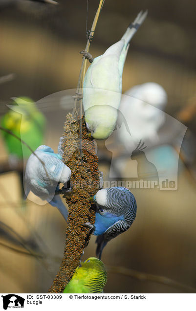 budgie / SST-03389