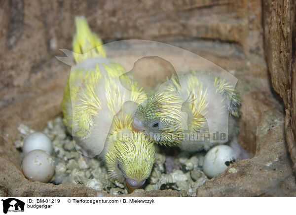 Wellensittich / budgerigar / BM-01219