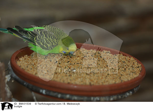 Wellensittich / budgie / BM-01539