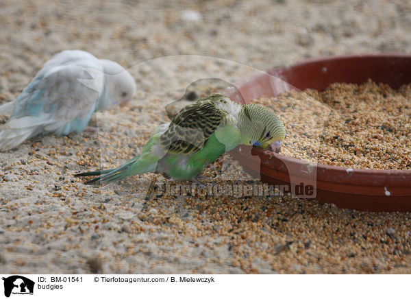 Wellensittiche / budgies / BM-01541