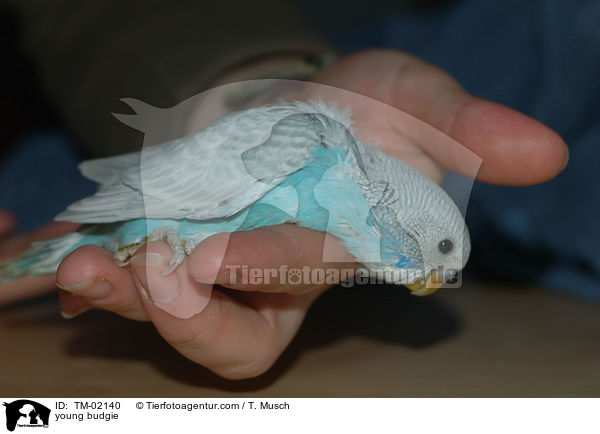 junger Wellensittich / young budgie / TM-02140