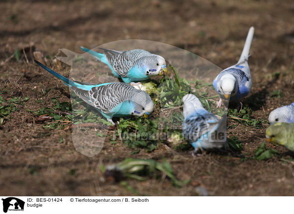 budgie / BES-01424
