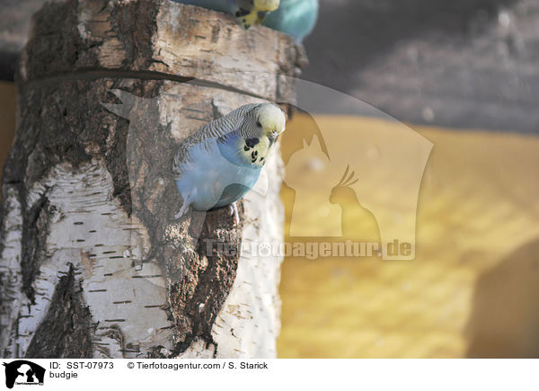Wellensittich / budgie / SST-07973