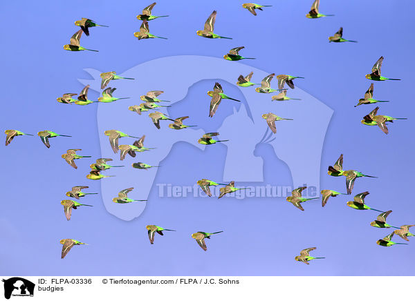 budgies / FLPA-03336
