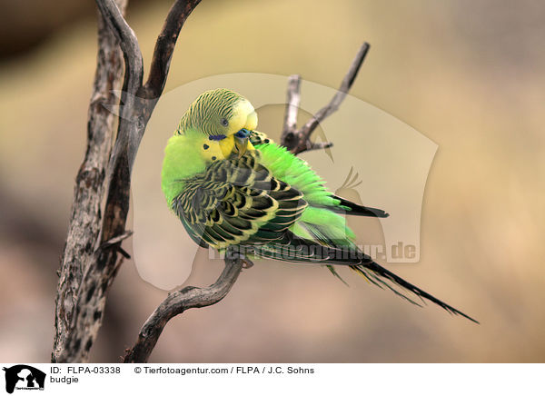 Wellensittich / budgie / FLPA-03338