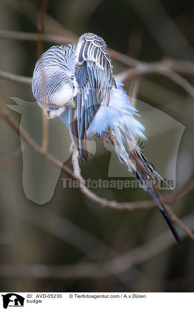 budgie / AVD-05230