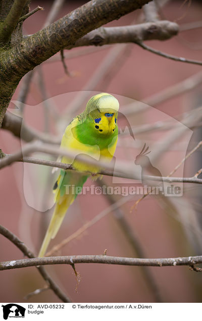 budgie / AVD-05232