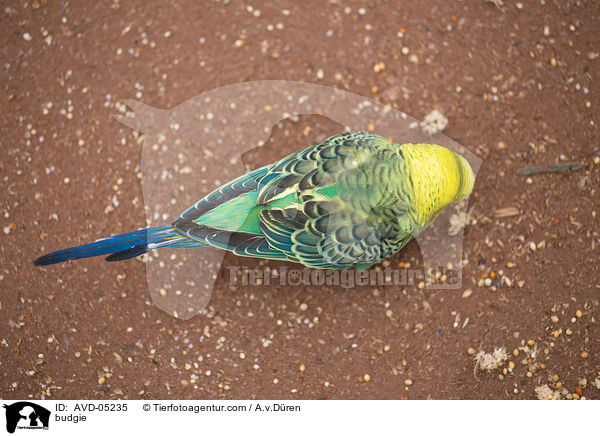 Wellensittich / budgie / AVD-05235