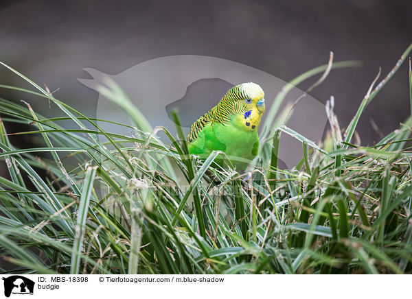 Wellensittich / budgie / MBS-18398