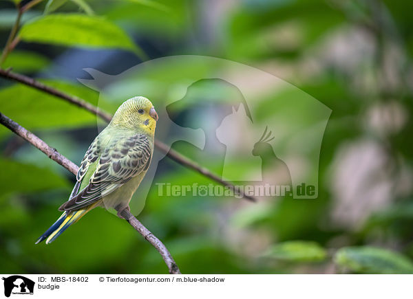 budgie / MBS-18402